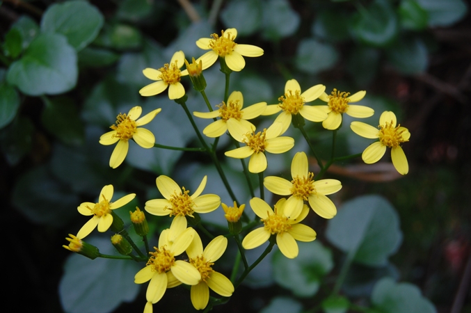 Senecio angulatus / Senecione angolato